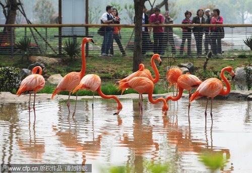 Penguins find new home in Wuhan