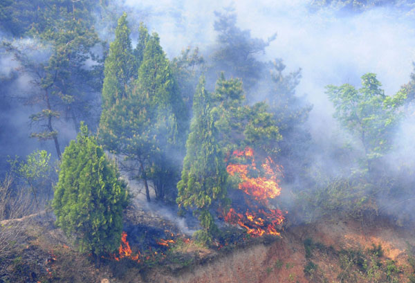 Forest fire put out in NE China