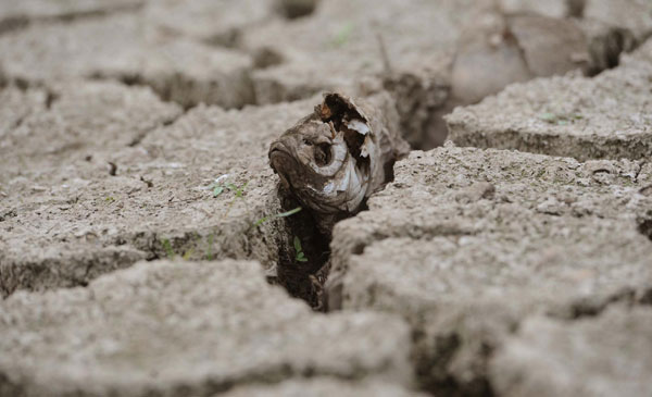 Wetlands becoming dry grassland