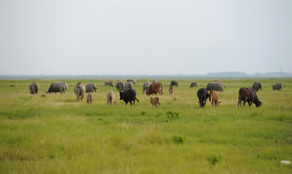 Wetlands becoming dry grassland