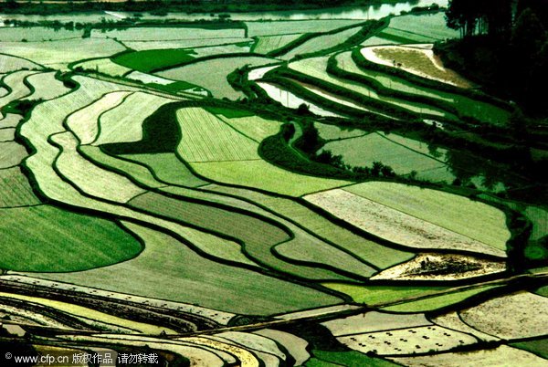 Sowing time on watery terraces in SW China