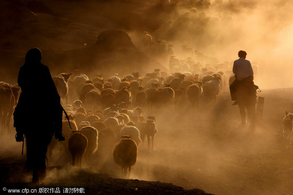 Driving herds to Altay Mountains 