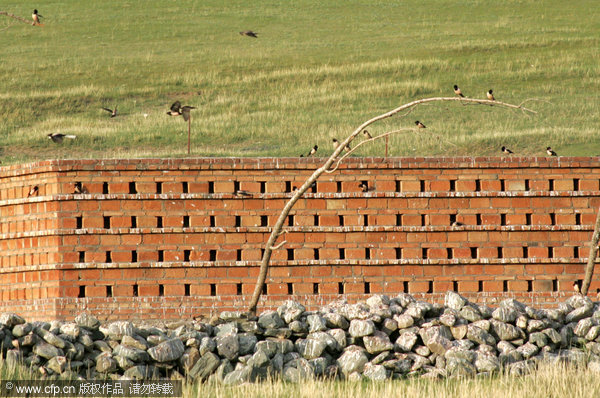 NW China fights locust plague