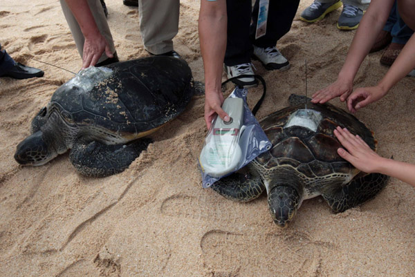 Turtles go back to sea wearing GPS