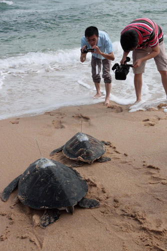 Turtles go back to sea wearing GPS