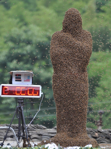 Daredevil farmers compete for heavier bee cloaks