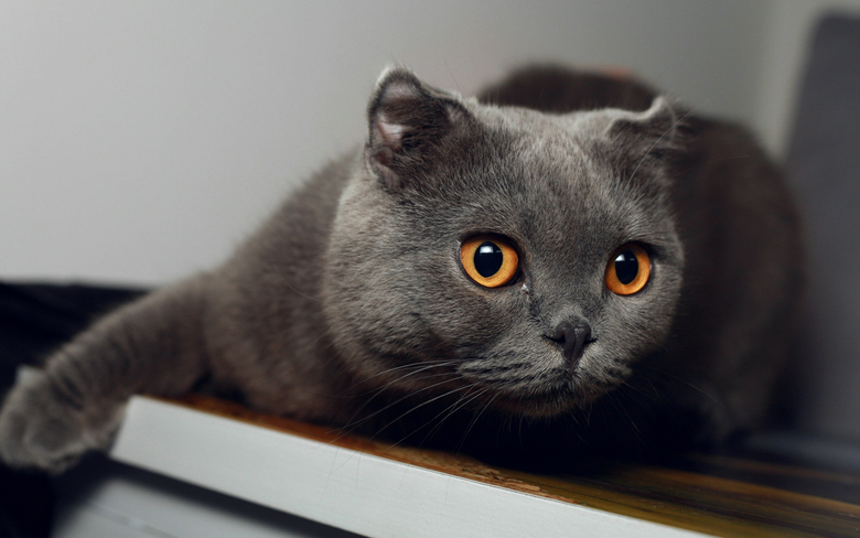 Cui Xiaofang's photography: Lens on cats