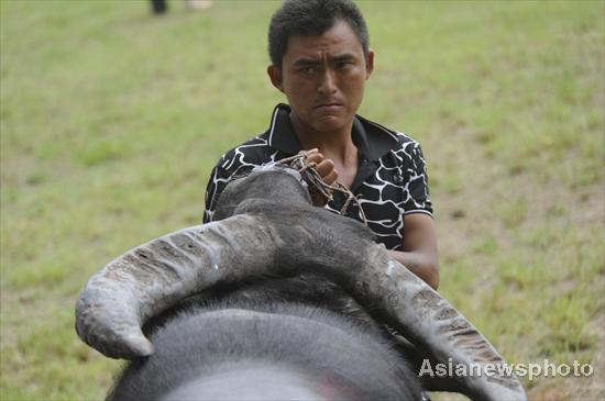 Bulls battle in SW China