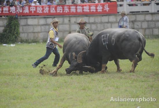 Bulls battle in SW China