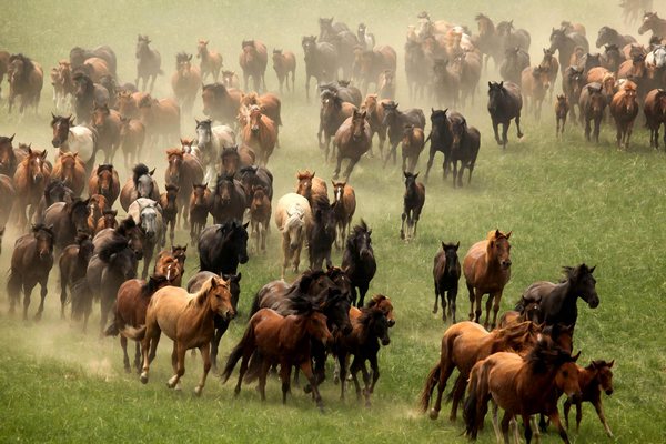Horse culture festival held in Inner Mongolia