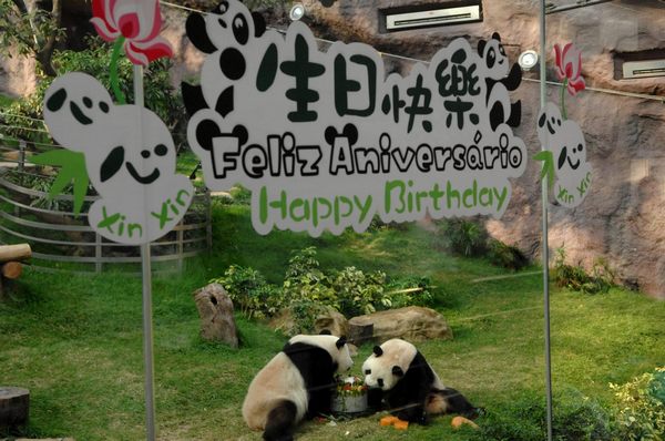 Gaint panda Xinxin celebrates birthday in Macao