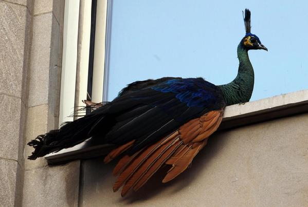 Fleeing peacock finds home in downtown NY building
