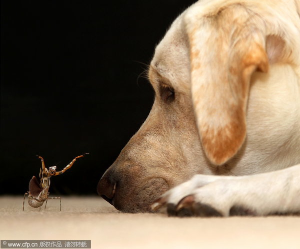 Labrador not impressed with mantis show