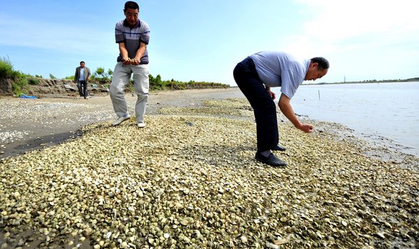 Dead sea life washes up on shore after oil spill