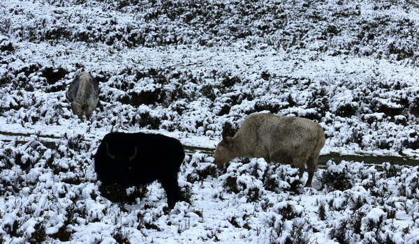 Heavy snow for NW China county