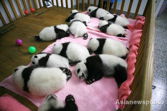 SW China city breeds 12 pandas this year