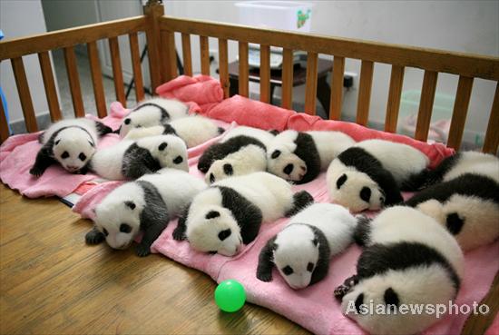 SW China city breeds 12 pandas this year