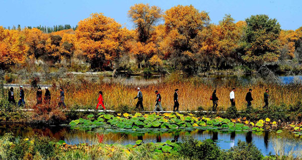 Autumn photos: Xinjiang's poplars