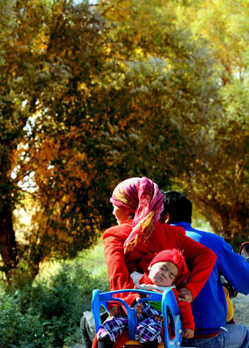 Autumn photos: Xinjiang's poplars