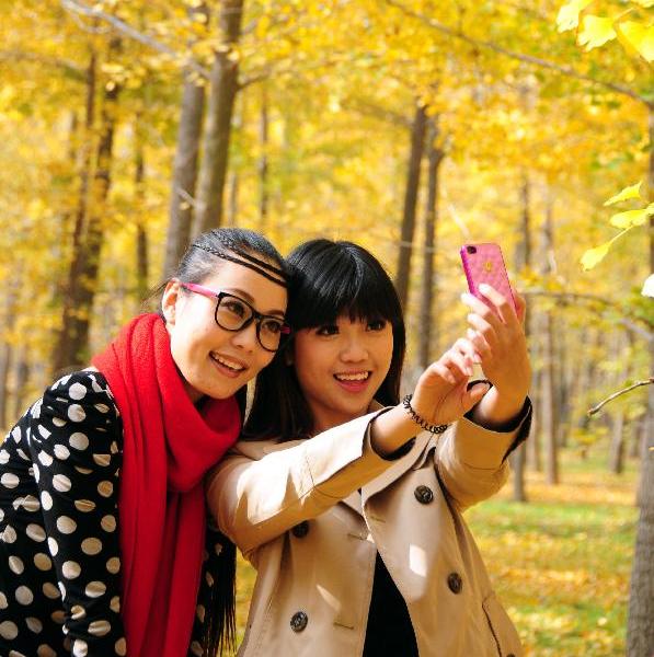 Beautiful gingkgo trees attract visitors