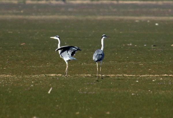 Migratory birds enjoy winter life in E China