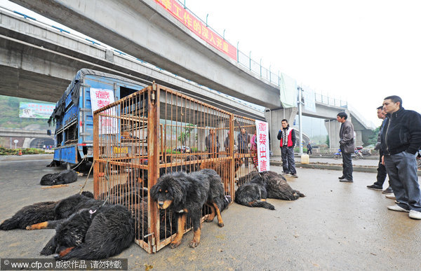 Street sale of dozens of Tibetan mastiffs