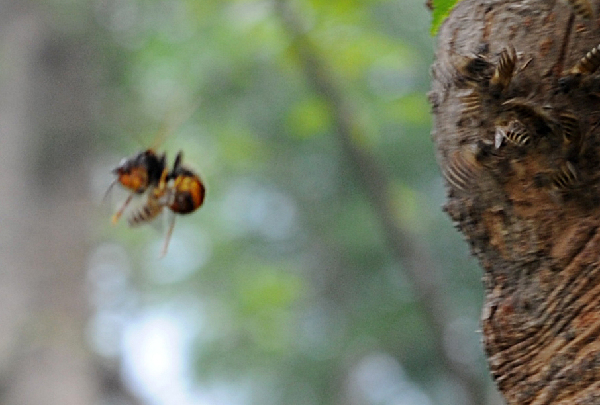 The war between wild bees and wasps