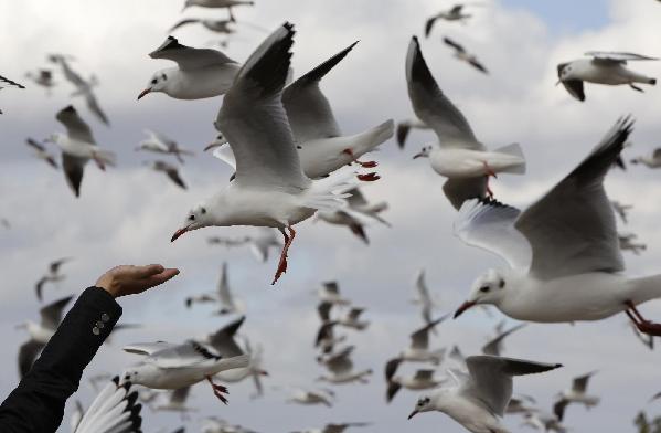 Gulls from Siberia winter in Kunming