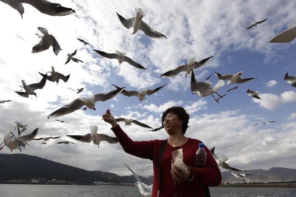 Gulls from Siberia winter in Kunming