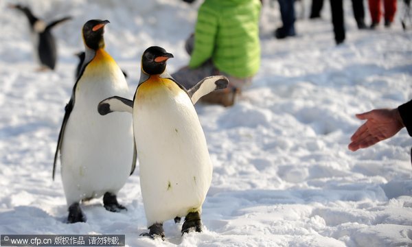 Emperor penguins spend New Year in Beijing