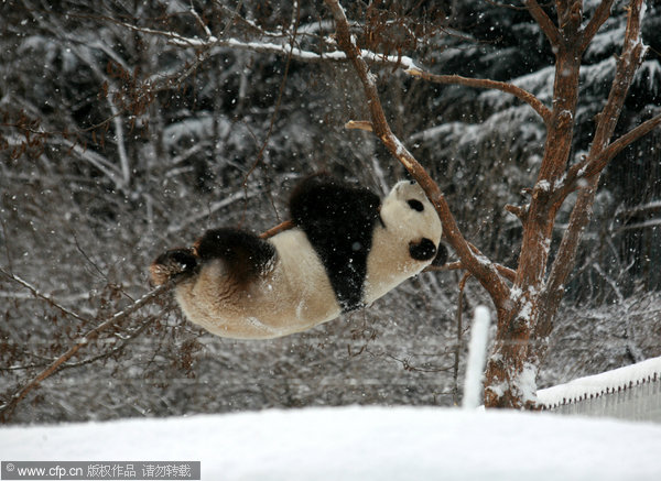 Kungfu panda in snow