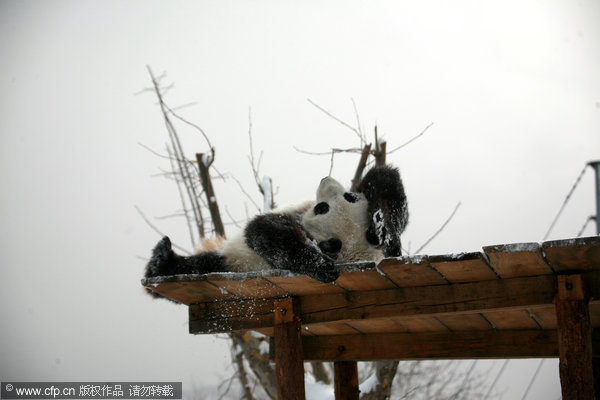 Kungfu panda in snow