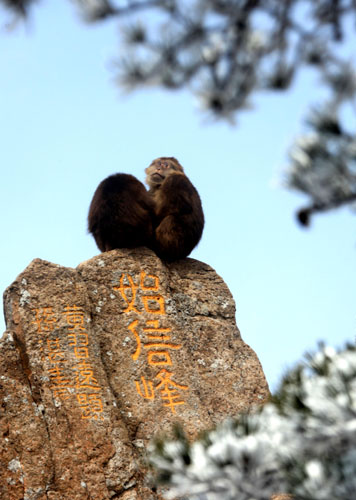 Monkeys enjoy Huangshan snow