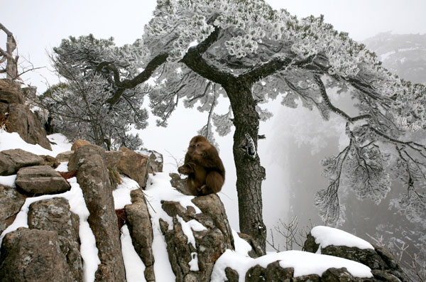 Monkeys enjoy Huangshan snow