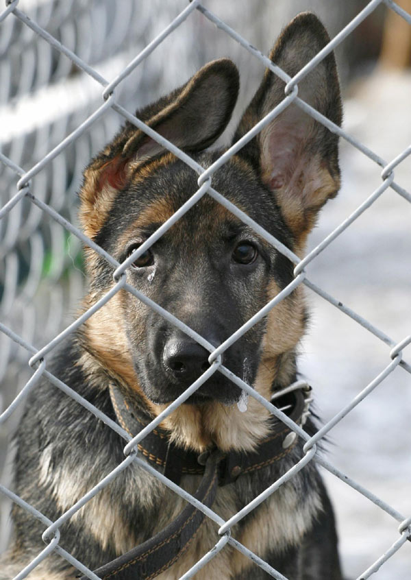 German shepherd in training course