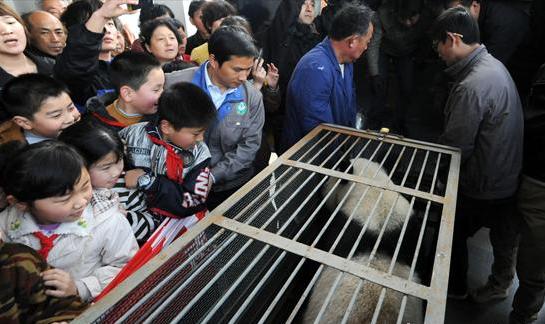 Giant pandas back home to have children