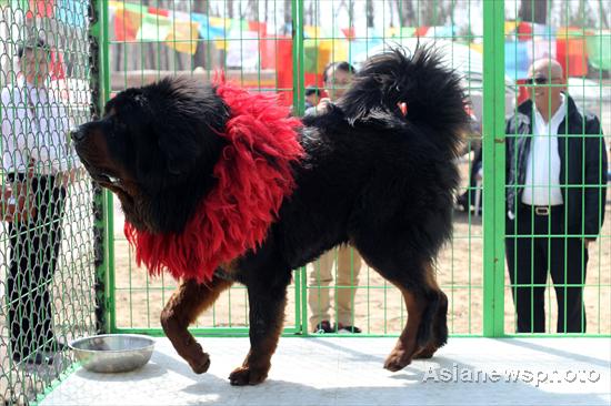 Tibetan Mastiffs on show in Beijing
