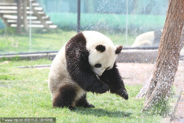 Pandas know it's 'cool' to be cool