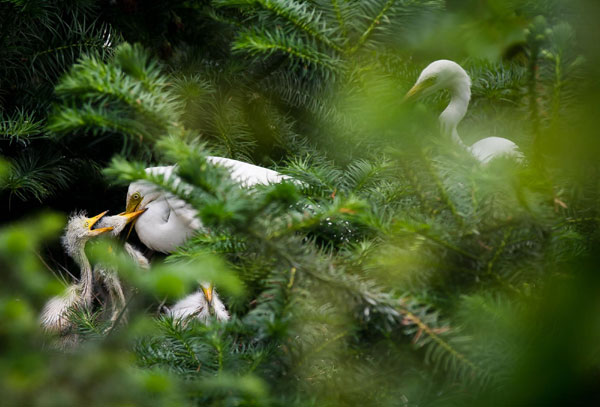 Egrets thrive in E China