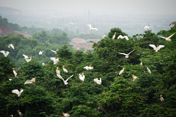 Egrets thrive in E China