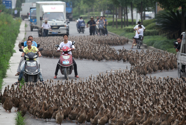 Ducks on the move