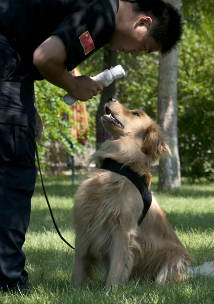 Training of detection dogs in NW China