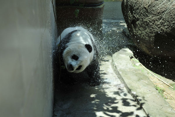 Pandas keep cool in summer heat