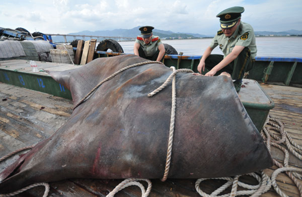 Huge manta ray caught in E China