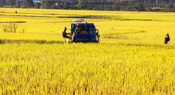 Jiangxi's grain output estimated to exceed record high