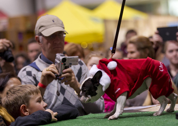 Dressed-up dogs at Winter Woofstock in Toronto