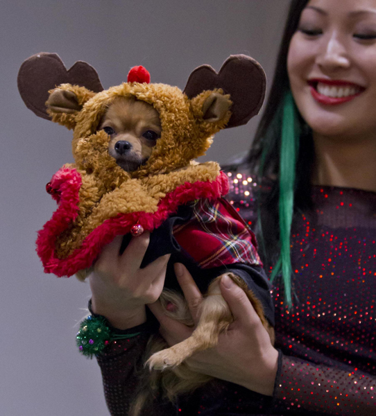 Dressed-up dogs at Winter Woofstock in Toronto