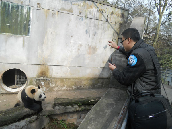 Dutch airline adopts a panda from China