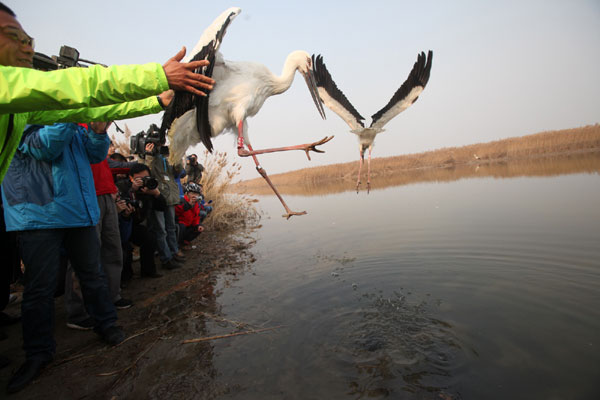 Rare storks set free after rescue