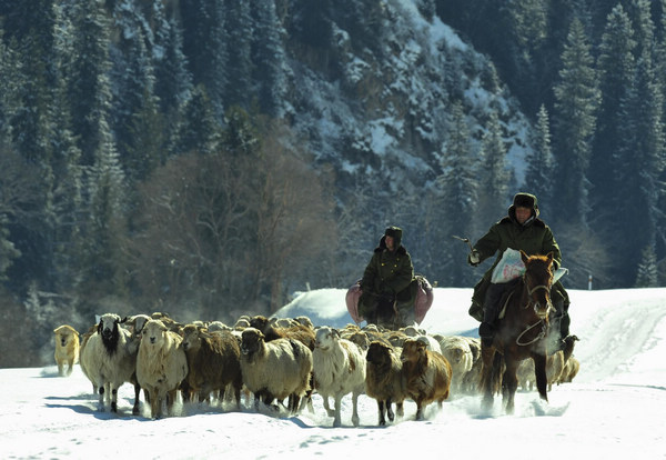 Herders, sheep flock move to winter pasture